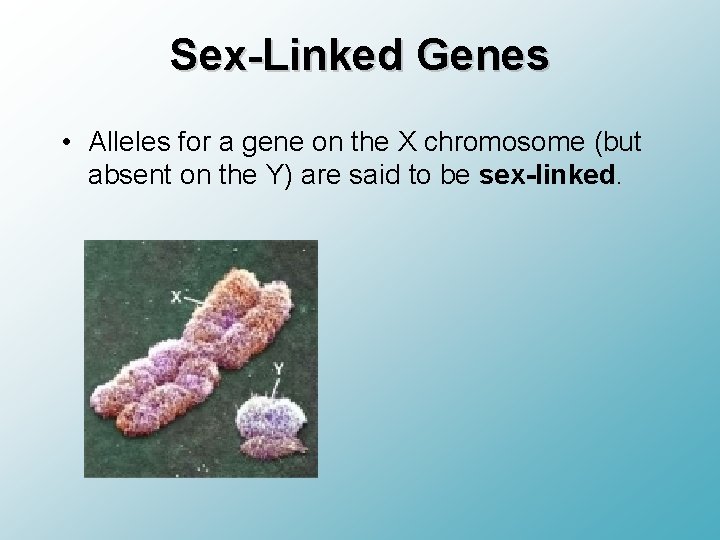 Sex-Linked Genes • Alleles for a gene on the X chromosome (but absent on