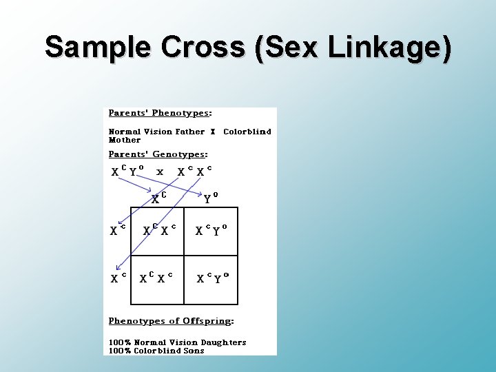 Sample Cross (Sex Linkage) 