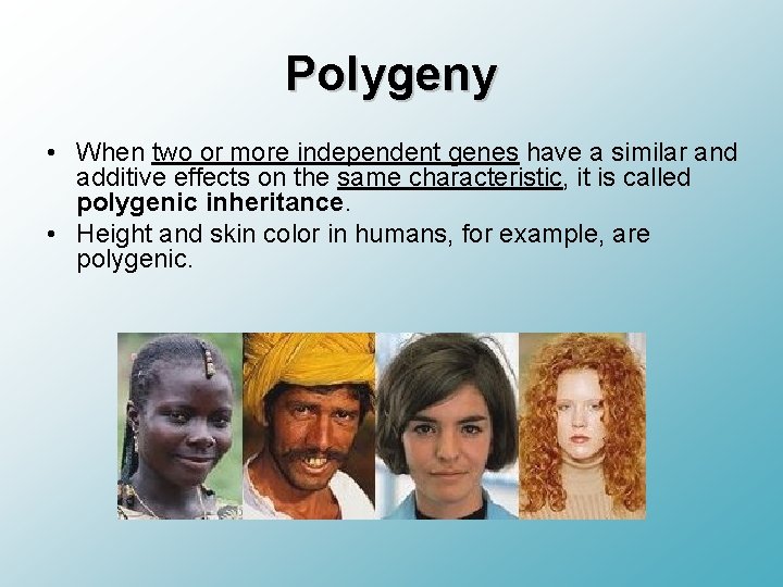 Polygeny • When two or more independent genes have a similar and additive effects
