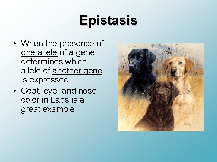 Epistasis • When the presence of one allele of a gene determines which allele