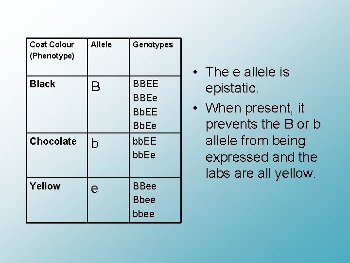 Coat Colour (Phenotype) Allele Genotypes Black B BBEE BBEe Bb. EE Bb. Ee Chocolate
