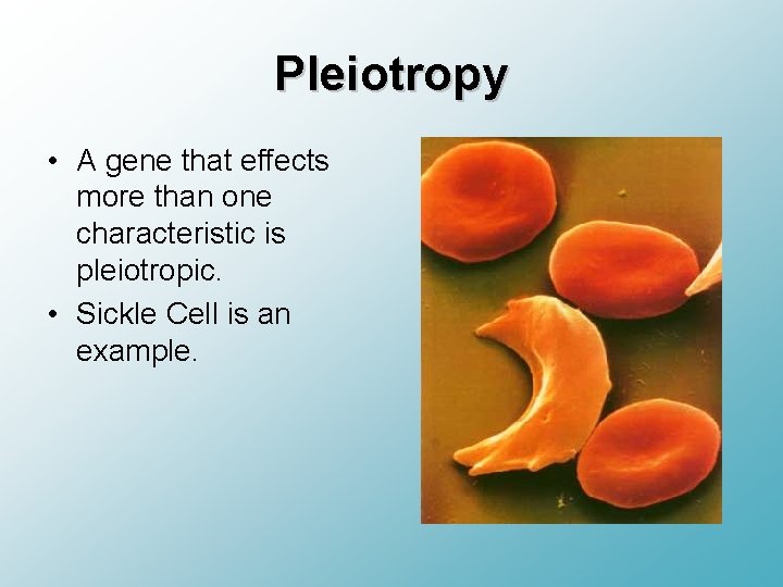 Pleiotropy • A gene that effects more than one characteristic is pleiotropic. • Sickle