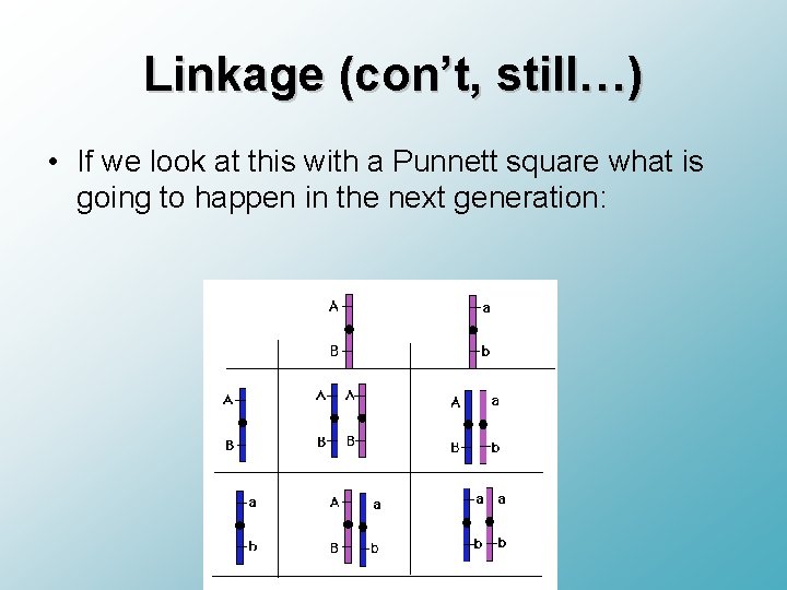 Linkage (con’t, still…) • If we look at this with a Punnett square what