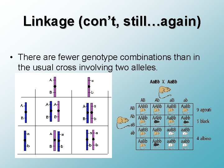 Linkage (con’t, still…again) • There are fewer genotype combinations than in the usual cross