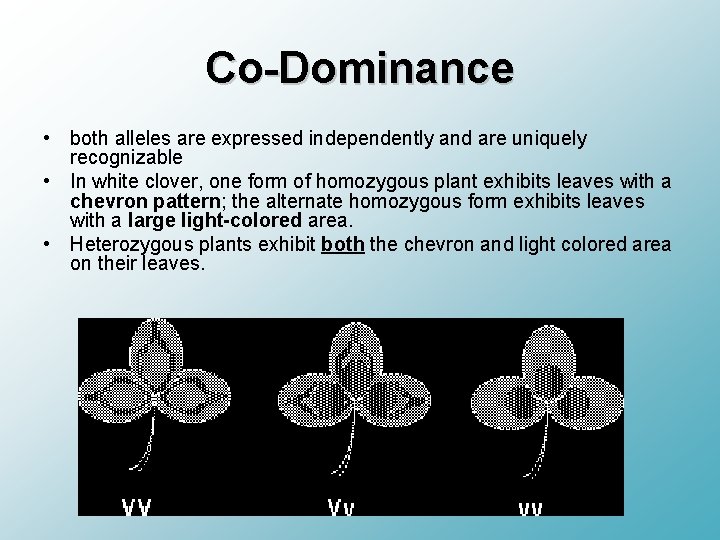 Co-Dominance • both alleles are expressed independently and are uniquely recognizable • In white