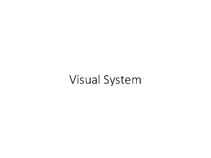 Visual System 