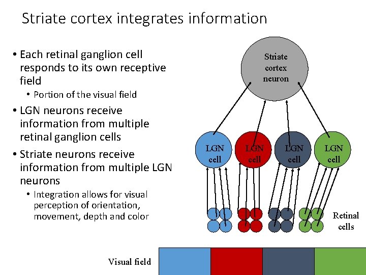Striate cortex integrates information • Each retinal ganglion cell responds to its own receptive