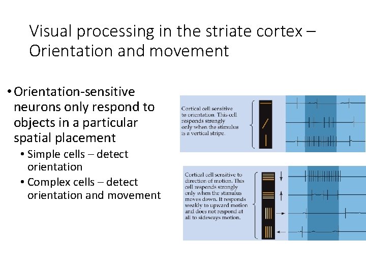 Visual processing in the striate cortex – Orientation and movement • Orientation-sensitive neurons only