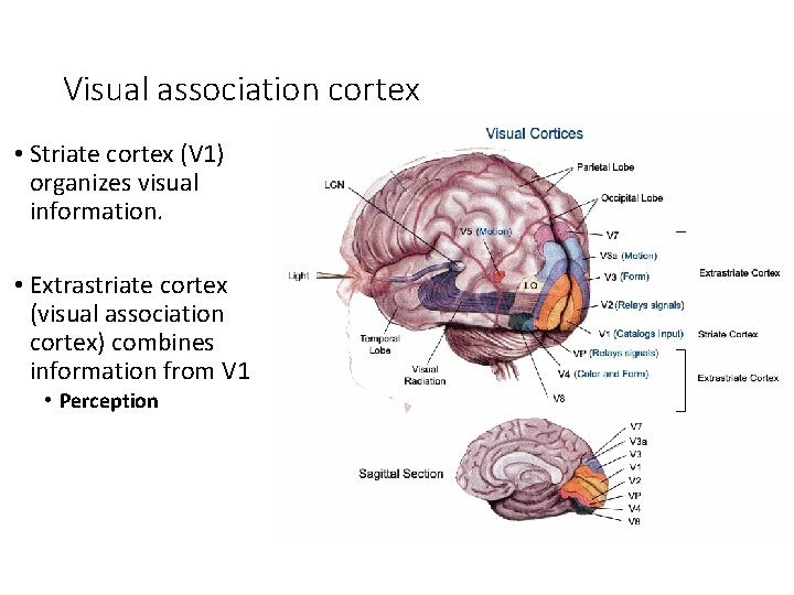 Visual association cortex • Striate cortex (V 1) organizes visual information. • Extrastriate cortex