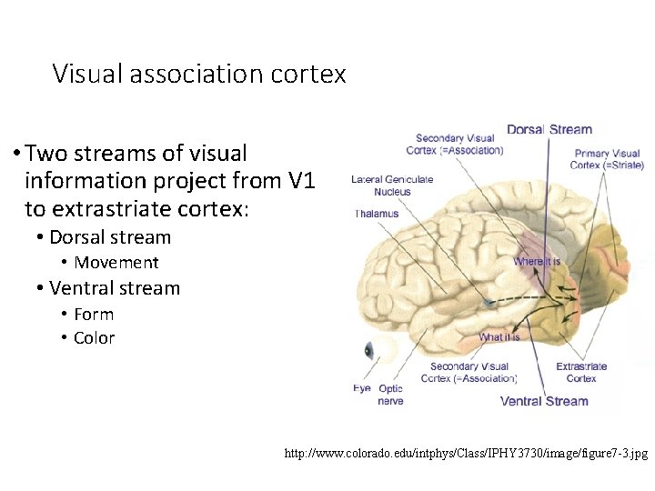 Visual association cortex • Two streams of visual information project from V 1 to
