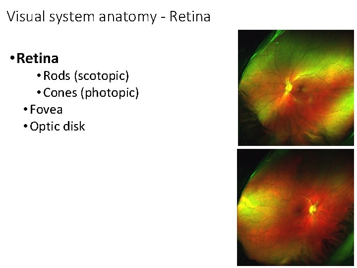 Visual system anatomy - Retina • Retina • Rods (scotopic) • Cones (photopic) •