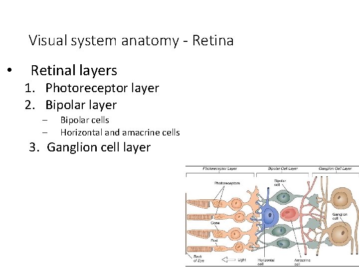 Visual system anatomy - Retina • Retinal layers 1. Photoreceptor layer 2. Bipolar layer