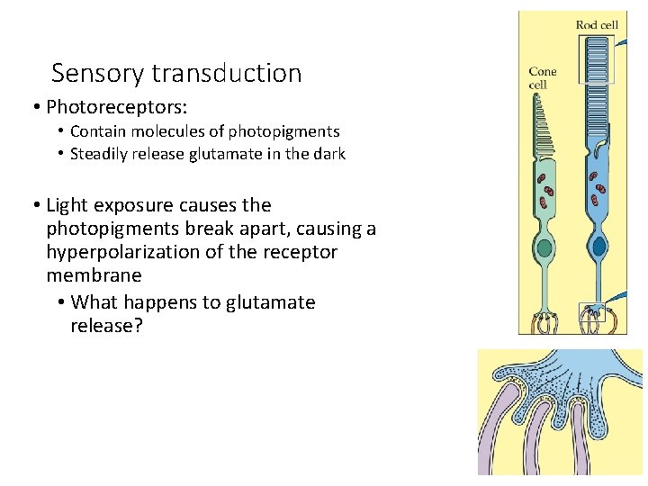 Sensory transduction • Photoreceptors: • Contain molecules of photopigments • Steadily release glutamate in