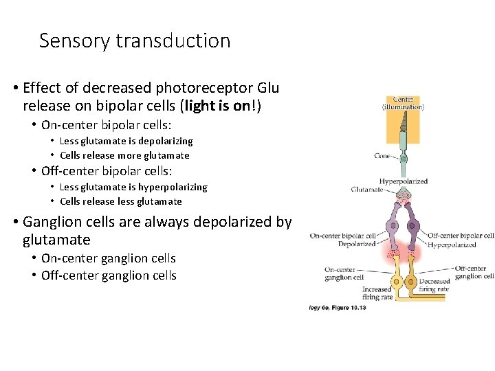 Sensory transduction • Effect of decreased photoreceptor Glu release on bipolar cells (light is