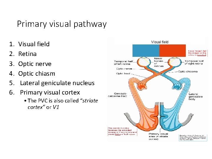 Primary visual pathway 1. 2. 3. 4. 5. 6. Visual field Retina Optic nerve