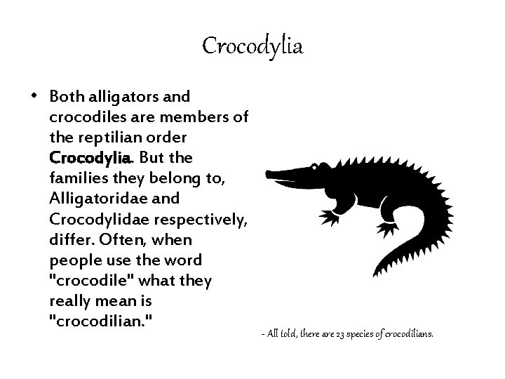 Crocodylia • Both alligators and crocodiles are members of the reptilian order Crocodylia. But Crocodylia • Both alligators and crocodiles are members of the reptilian order Crocodylia. But