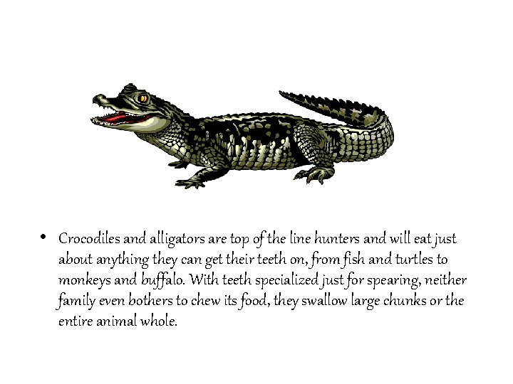 • Crocodiles and alligators are top of the line hunters and will eat • Crocodiles and alligators are top of the line hunters and will eat