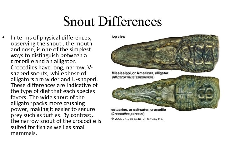 Snout Differences • In terms of physical differences, observing the snout , the mouth Snout Differences • In terms of physical differences, observing the snout , the mouth