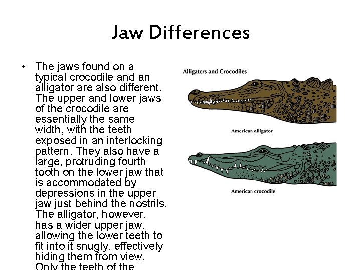 Jaw Differences • The jaws found on a typical crocodile and an alligator are Jaw Differences • The jaws found on a typical crocodile and an alligator are