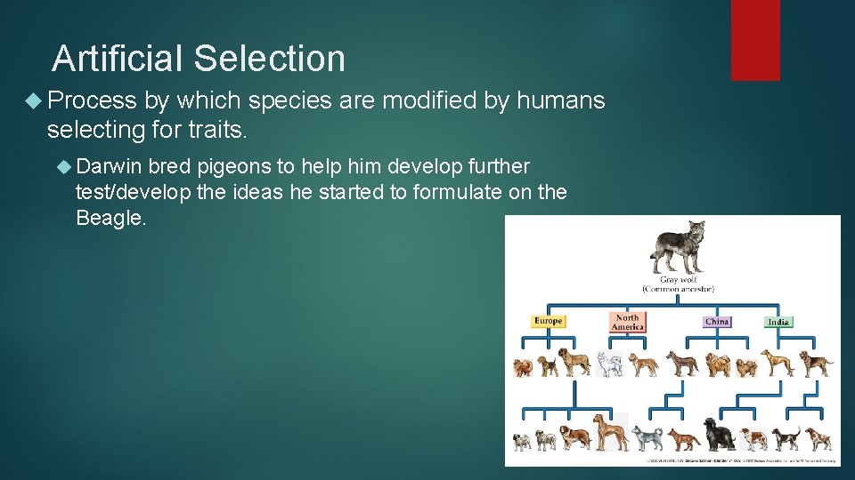 Artificial Selection Process by which species are modified by humans selecting for traits. Darwin
