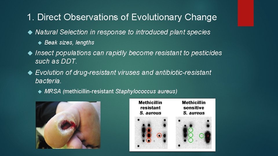 1. Direct Observations of Evolutionary Change Natural Selection in response to introduced plant species