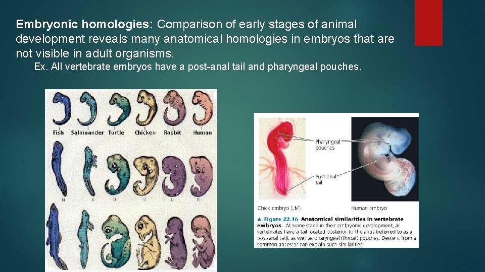 Embryonic homologies: Comparison of early stages of animal development reveals many anatomical homologies in