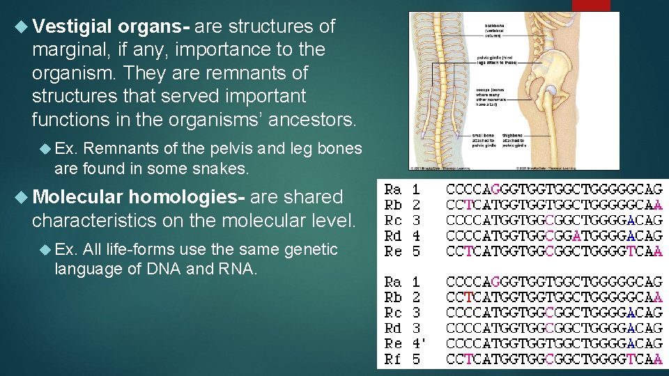  Vestigial organs- are structures of marginal, if any, importance to the organism. They