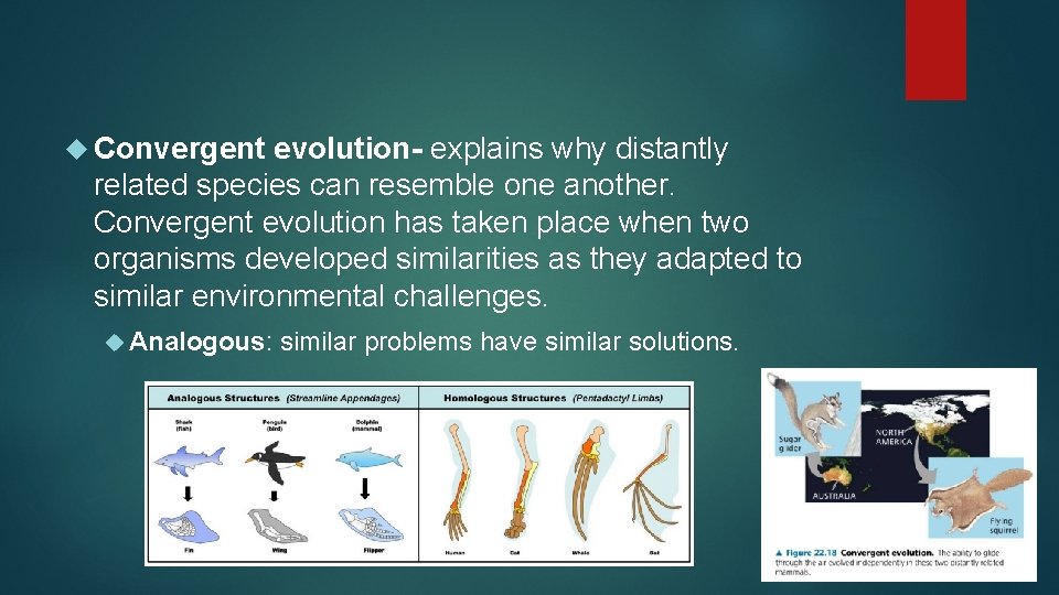  Convergent evolution- explains why distantly related species can resemble one another. Convergent evolution
