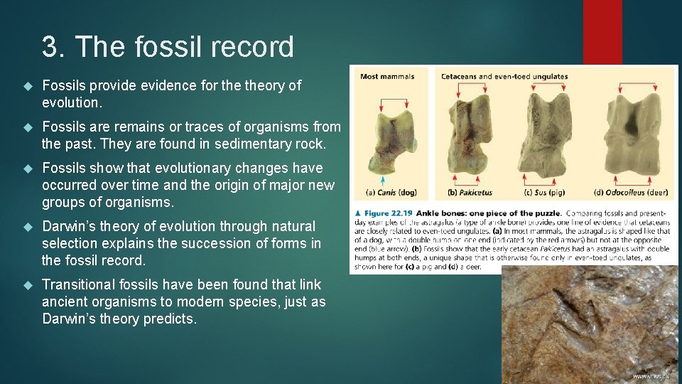 3. The fossil record Fossils provide evidence for theory of evolution. Fossils are remains