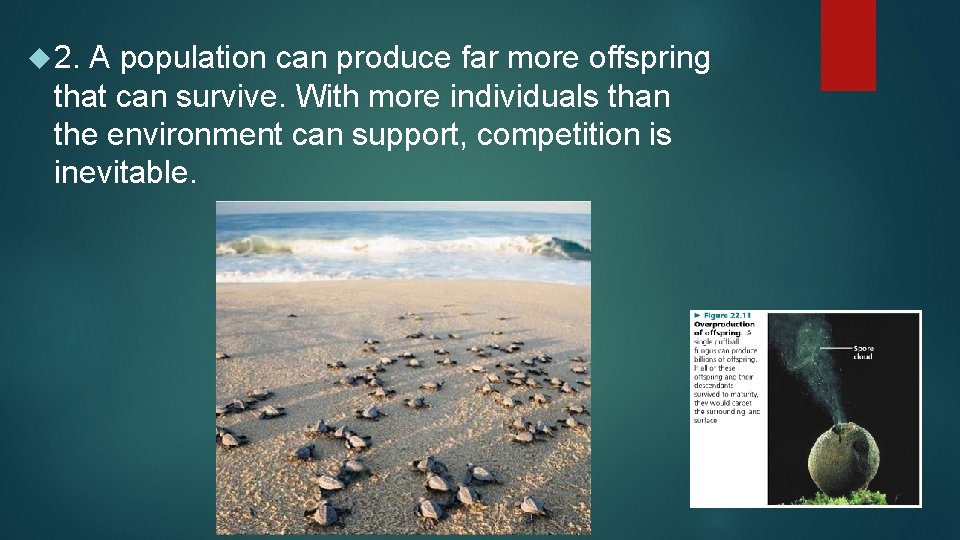  2. A population can produce far more offspring that can survive. With more