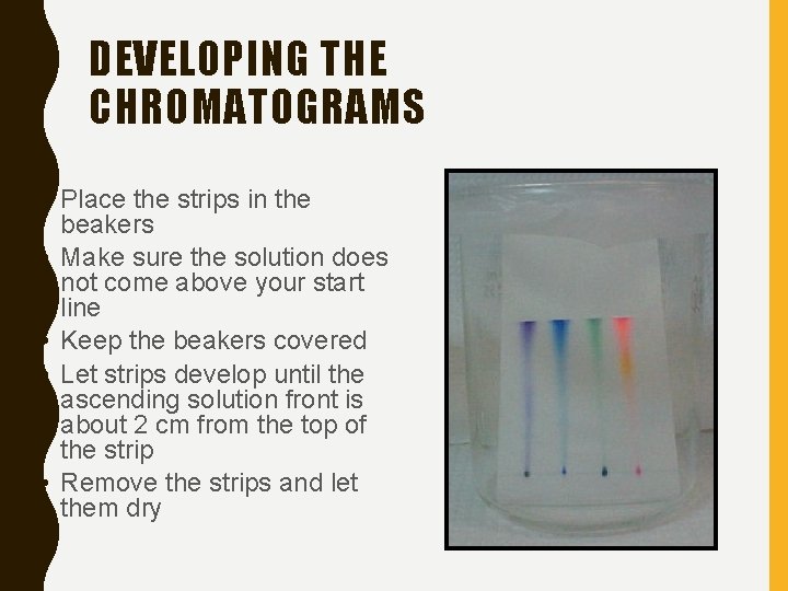 DEVELOPING THE CHROMATOGRAMS • Place the strips in the beakers • Make sure the