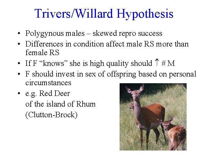 Trivers/Willard Hypothesis • Polygynous males – skewed repro success • Differences in condition affect