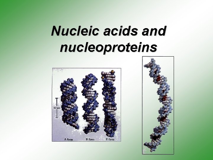 Nucleic acids and nucleoproteins 