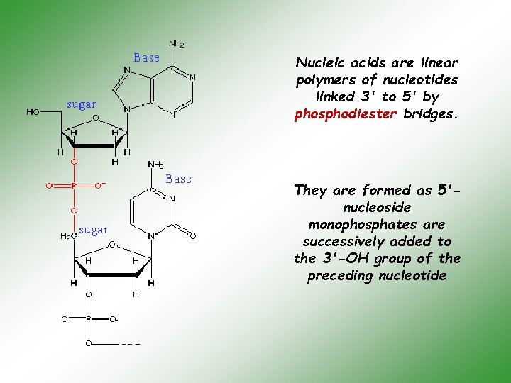 Nucleic acids are linear polymers of nucleotides linked 3' to 5' by phosphodiester bridges.