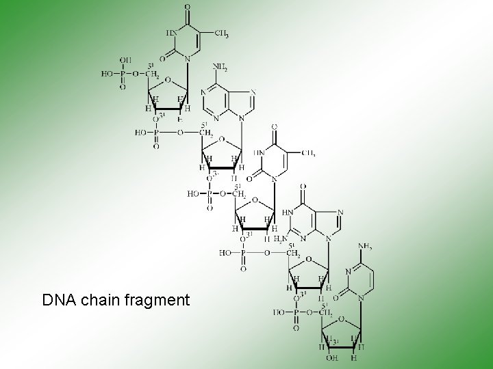 DNA chain fragment 