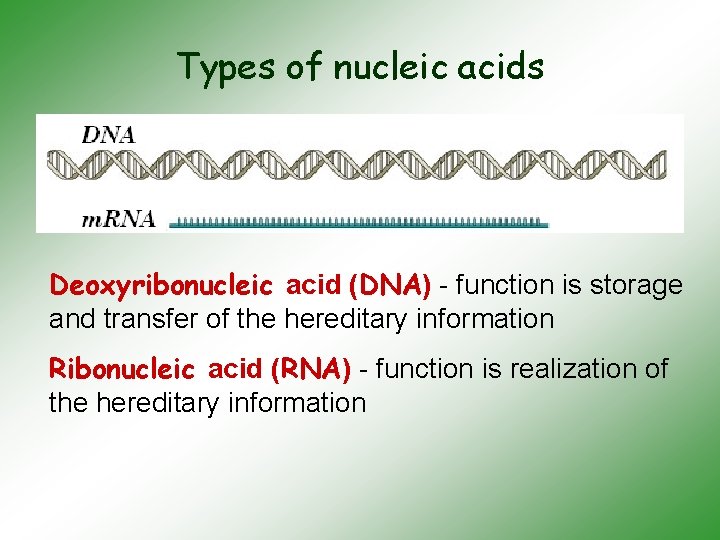 Types of nucleic acids Deoxyribonucleic acid (DNA) - function is storage and transfer of