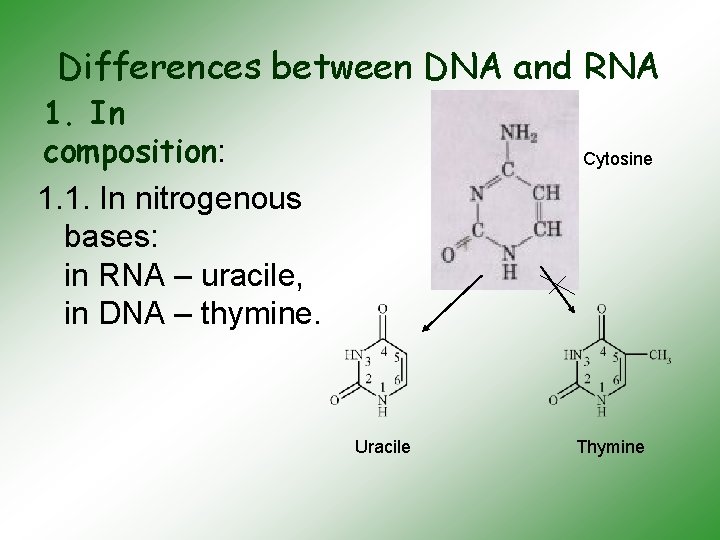 Differences between DNA and RNA 1. In composition: 1. 1. In nitrogenous bases: in
