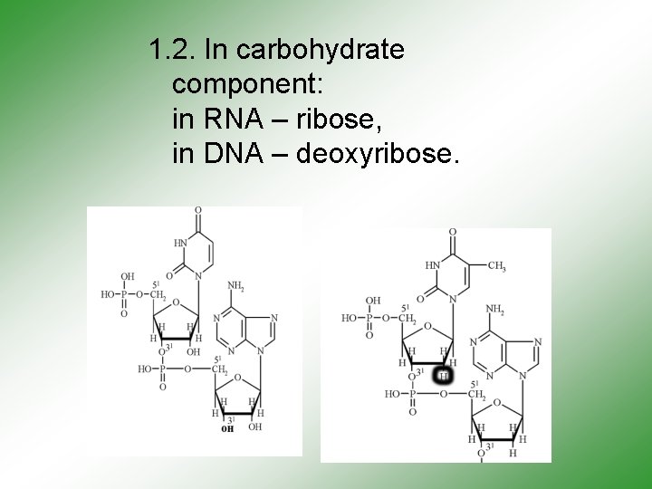 1. 2. In carbohydrate component: in RNA – ribose, in DNA – deoxyribose. 