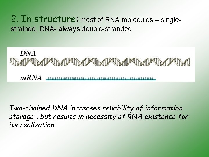 2. In structure: most of RNA molecules – singlestrained, DNA- always double-stranded Two-chained DNA
