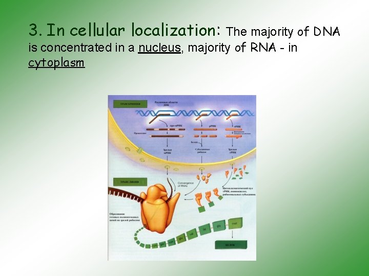 3. In cellular localization: The majority of DNA is concentrated in a nucleus, majority