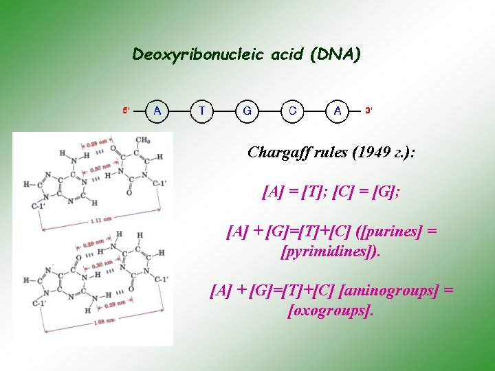 Deoxyribonucleic acid (DNA) Chargaff rules (1949 г. ): [A] = [T]; [C] = [G];