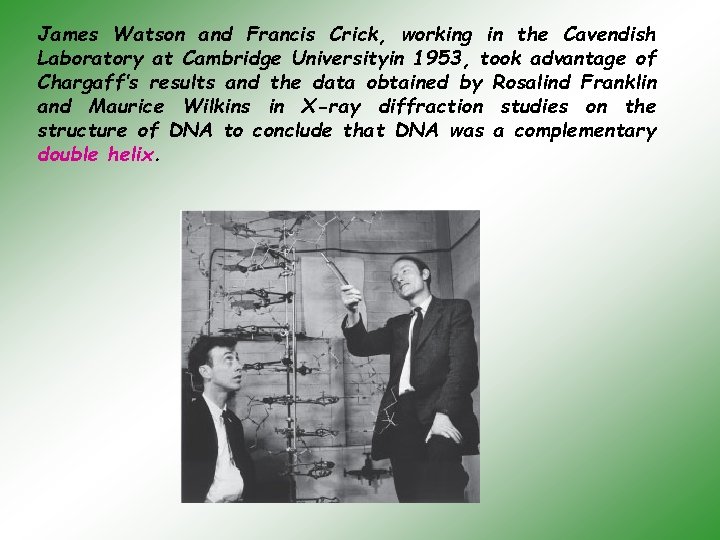 James Watson and Francis Crick, working in the Cavendish Laboratory at Cambridge Universityin 1953,