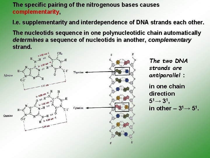 The specific pairing of the nitrogenous bases causes complementarity, I. e. supplementarity and interdependence