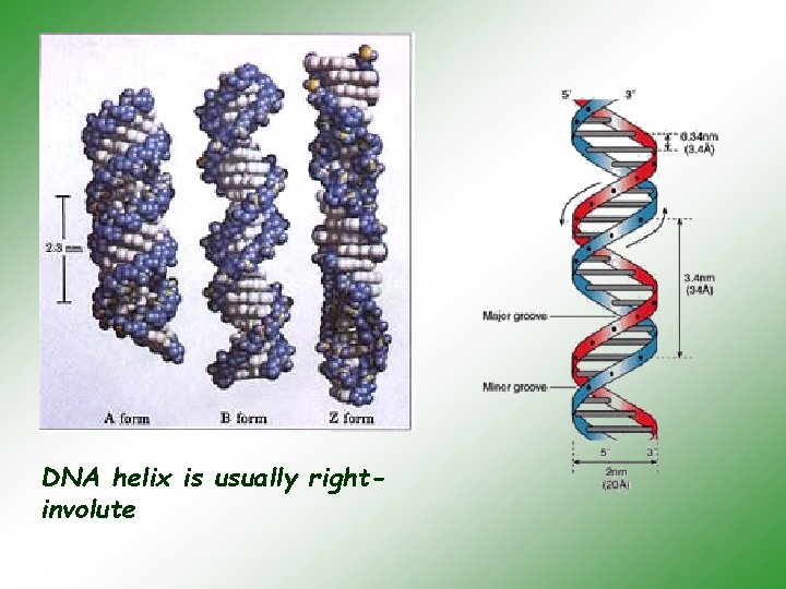 DNA helix is usually rightinvolute 