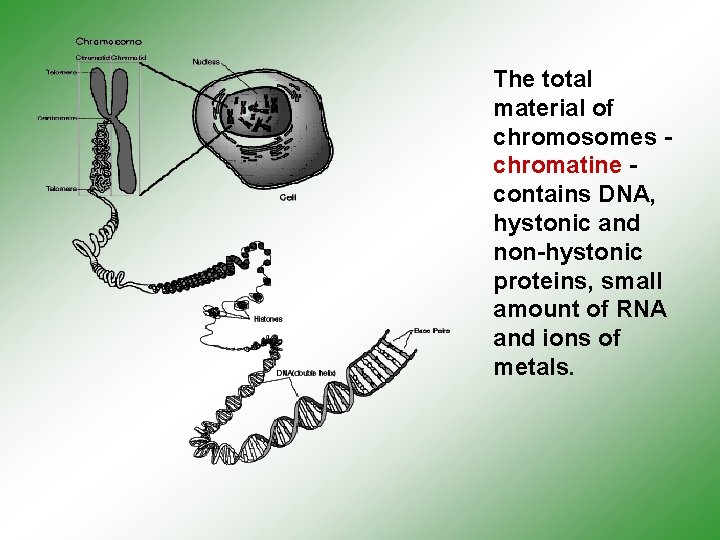  The total material of chromosomes - chromatine - contains DNA, hystonic and non-hystonic