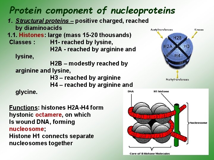 Protein component of nucleoproteins 1. Structural proteins – positive charged, reached by diaminoacids 1.