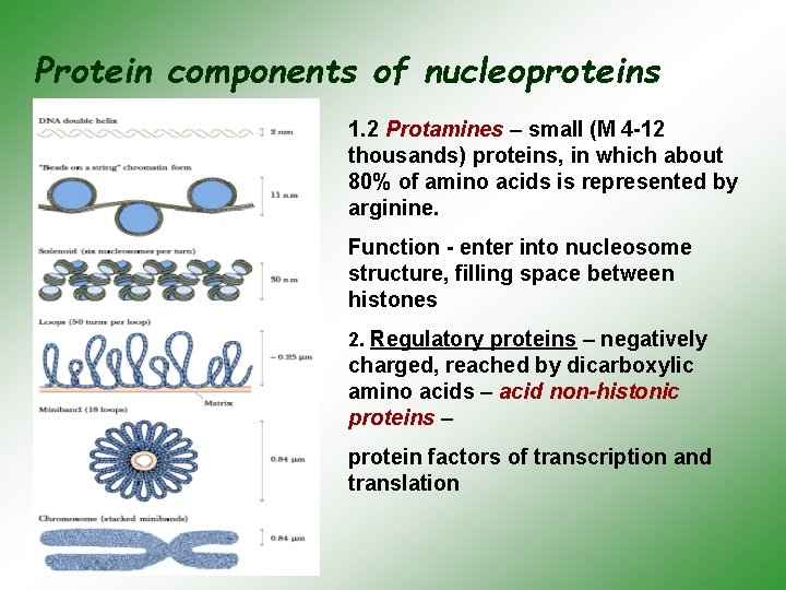 Protein components of nucleoproteins 1. 2 Protamines – small (М 4 -12 thousands) proteins,