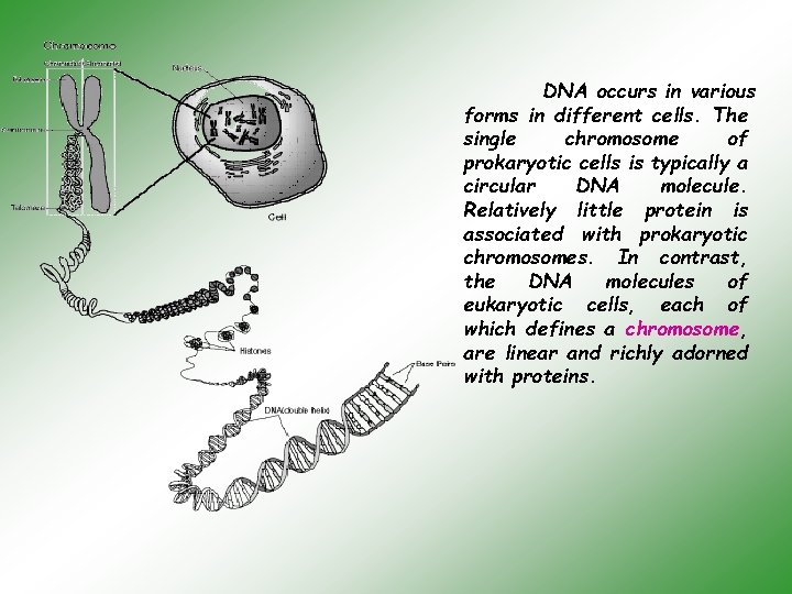 DNA occurs in various forms in different cells. The single chromosome of prokaryotic cells