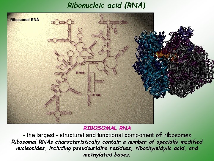 Ribonucleic aсid (RNA) RIBOSOMAL RNA - the largest - structural and functional component of
