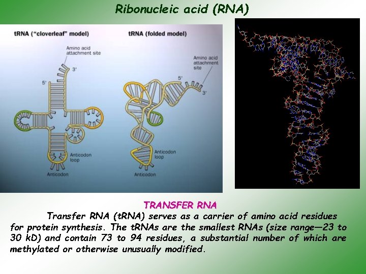 Ribonucleic aсid (RNA) TRANSFER RNA Transfer RNA (t. RNA) serves as a carrier of